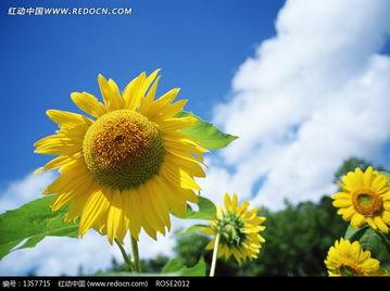 向日葵免费观看 下载,下载观影新体验