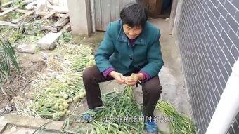 干日本老太视频,干日本老太视频引发热议