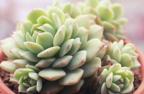 老陈多肉视频,揭秘多肉植物养护秘籍