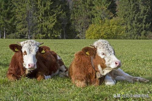 牛牛日视频,趣味互动，带你领略短视频的魅力