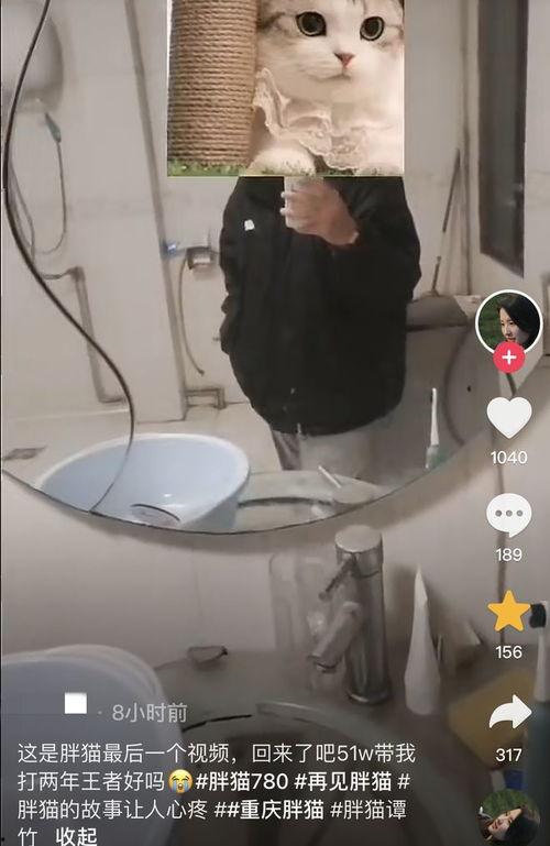 胖猫爆料视频,一窥娱乐圈幕后真相