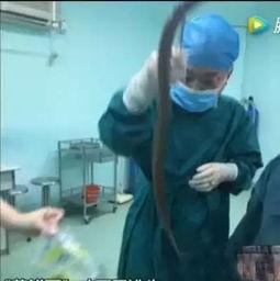 黄鳝塞进肛门视频